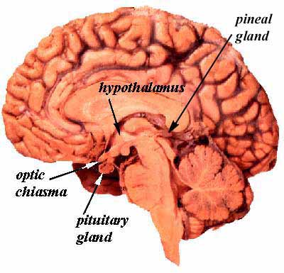 Peneal Gland